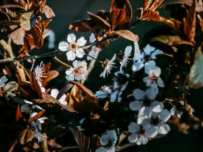 Κινέκο Καζίνο Κινητη εφαρμογη